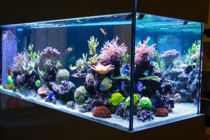 Kaca Aquarium Yang Bagus